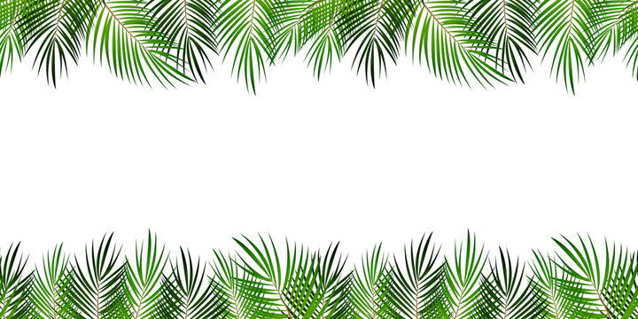 Frame from Palm Leaf with White Background. Vector Illustration.