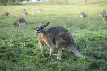 Naklejka na ściany i meble Wild Kangaroo in Australia
