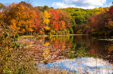 Vivid Autumn Colours and Reflection in Water on a Sunny Day