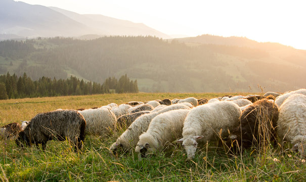 Sheep graze on the mountain pasture. Sunset.