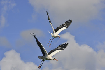 Vol de cigognes en duo