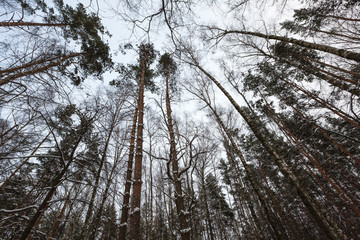 Brown tree trunks in the forest, view from the bottom up. Pine forest in the suburbs of Moscow.