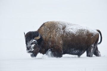 American bison walking in deep white snow in Yellowstone National Park