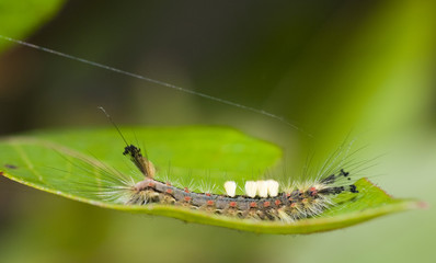 Vapourer caterpillar (Orgyia antiqua)
