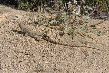 A Side Blotched Lizard on a Desert Trail