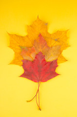 Three bright yellow and red maple leaves on a bright yellow background (top view)