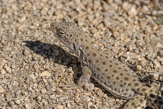 Close up of a Side Blotched Lizard