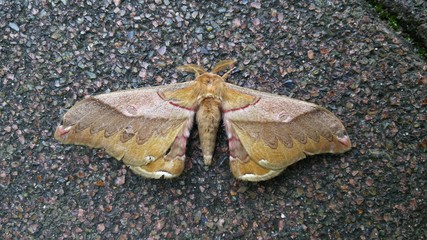 クスサン(福島県)