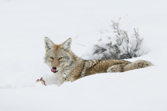 Coyote eating and chewing on a prey in the snow at Yellowstone National Park