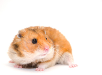 Cute scared hamster (isolated on white), selective focus on the hamster eyes, copy space on the right