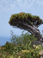 Dragon tree on the island of La Palma, one of the Canary Islands