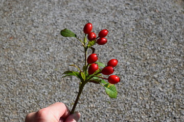 Strauch mit Hagebutten in der Hand