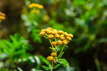Flowers of the tansy plant (Tanacetum vulgare). Medicinal plant