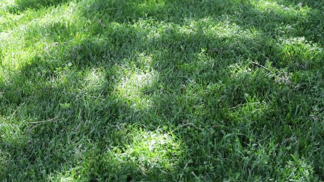 Beautiful smooth and green lawn park in Baku.Fresh green grass shot