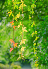 Bright green leaves on twigs with some autumn leaves already turning red and yellow (as the early autumn concept), selective focus on the red leaves
