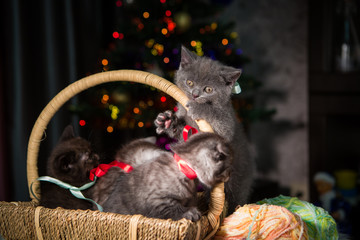 little kittens under a Christmas tree
