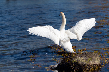 Swan splashing in water