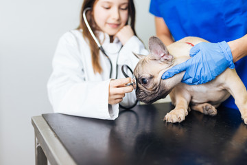 French bulldog puppy at veterinary hospital.