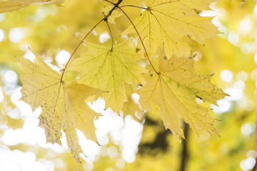 Fototapeta na wymiar Autumn maple leaves background