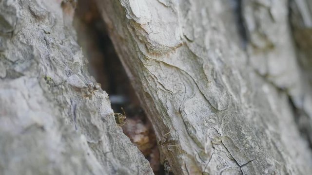 Ant's on the bark of a tree. Close up ants on green tree ants on bark. Red ants crawling on the bark of an old mossy tree