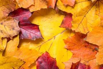 Naklejka na ściany i meble Red, orange and yellow autumn leaves as background