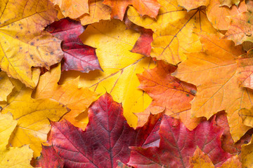 Red, orange and yellow autumn leaves as background