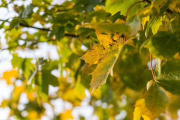 Autumn leave on a tree during sunset