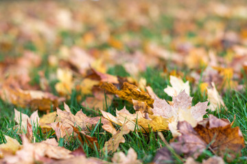 Autumn leaves on the grass close up