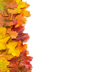 Line of autumn leaves on the left on a white background