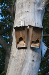 Squirrel damaged bat boxes