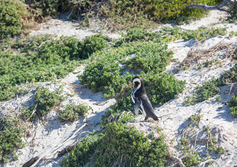 African penguins aka spheniscus demersus at the famous Boulders Beach of Simons Town near Cape Town in South Africa
