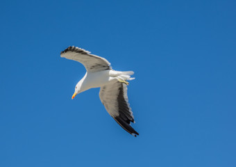 Kelp gull aka Larus dominicanus at the famous Boulders Beach of Simons Town near Cape Town in South Africa