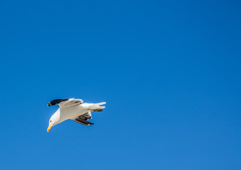 Kelp gull aka Larus dominicanus at the famous Boulders Beach of Simons Town near Cape Town in South Africa