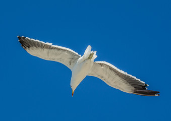 Kelp gull aka Larus dominicanus at the famous Boulders Beach of Simons Town near Cape Town in South Africa