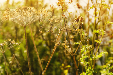 Abstract patttern autumn garden forest green  yellow macro fern bracken plants background. Copy space, selective focus. Beautiful blurred foliage sunny background.