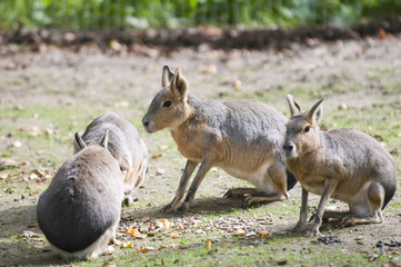 Mara (Dolichotis patagonum)