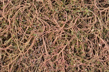 Close up of overgrown autumn pink weeds