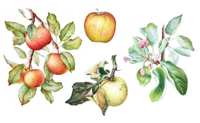 Colorful watercolor set of the apple tree branches with fruits, flowers and leaves. Apple plant elements
