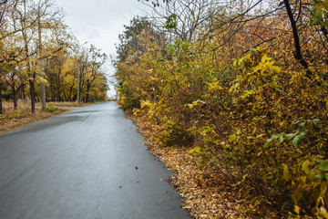 Fototapeta premium background autumn
