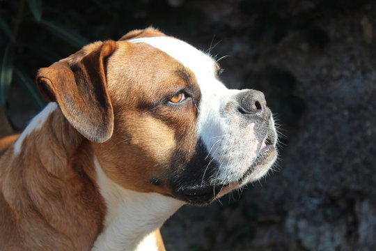 american bulldog profilo