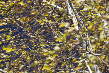 Autumn birch crown leaves in the sunny windy day