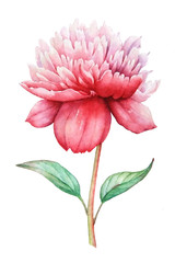 Watercolor hand painted illustration of pink peony flower isolated on white background