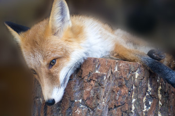 a Fox