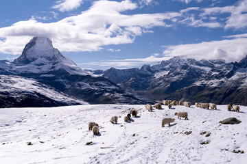 Fototapeta na wymiar White Swiss mountain sheep, Zermatt, Switzerland