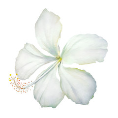 Fototapeta na wymiar Watercolor realistic botanical illustration of the white hibiscus flower isolated on white background.