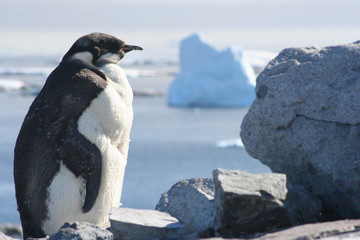 Obraz premium Antarctic