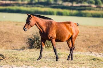 Purebred andalusian spanish horse on dry pasture in "Doñana National Park" Donana nature reserve in El Rocio village at sunset