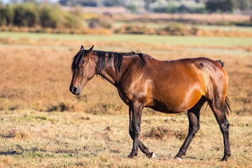 Purebred andalusian spanish horse on dry pasture in "Doñana National Park" Donana nature reserve in El Rocio village at sunset