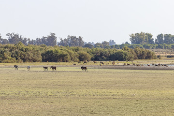 Fototapeta na wymiar Purebred andalusian spanish horse on dry pasture in 