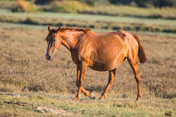 Purebred andalusian spanish pregnant mare on dry pasture in "Do&ntilde;ana National Park" Donana nature reserve in El Rocio village at sunset
